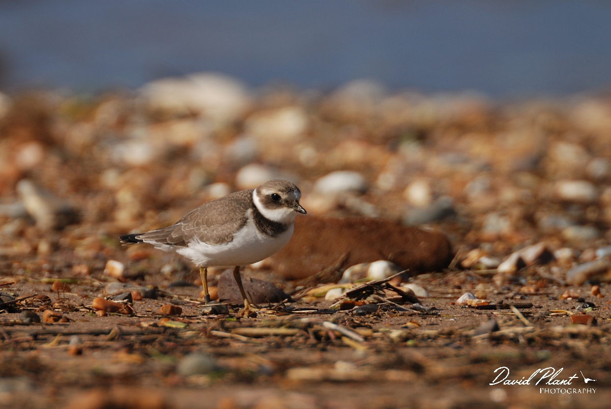 David Plant Photography - Wildlife Photographer - Ringed plover - E.jpg - Ringed plover on beach - Norfolk